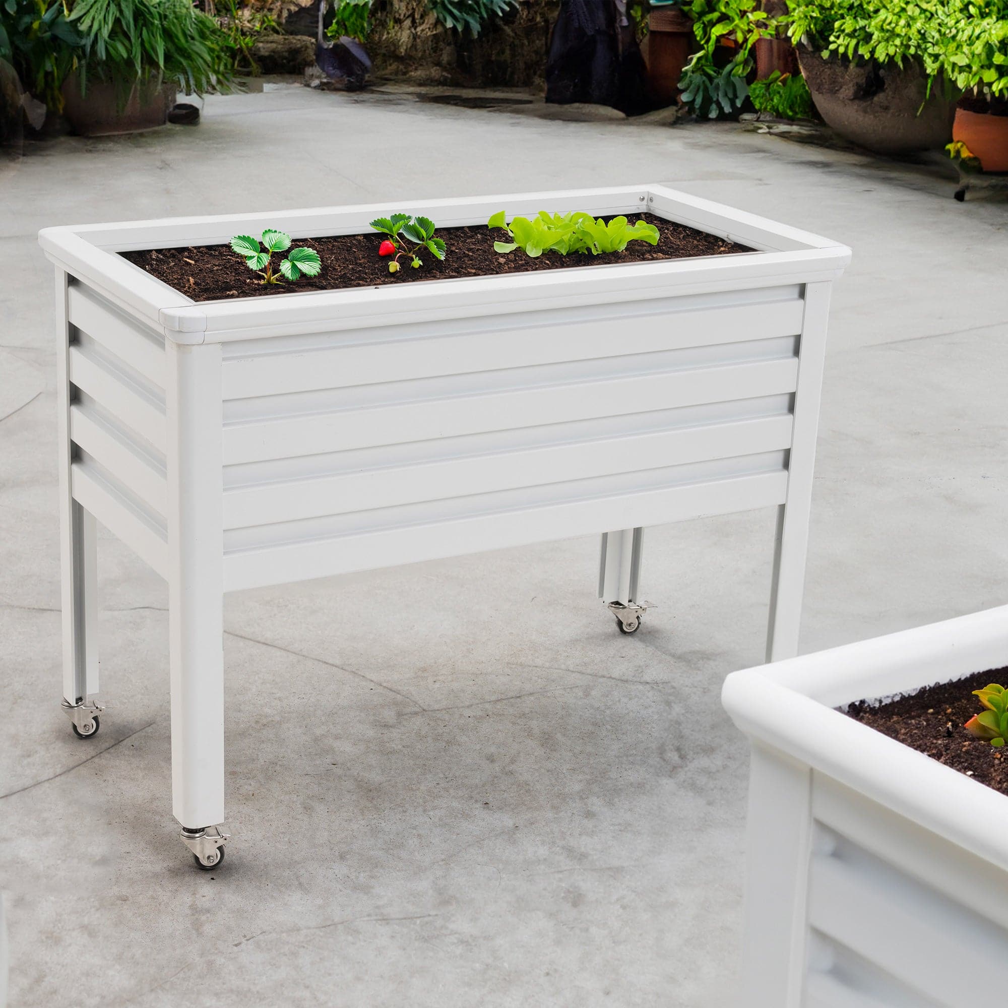 4ft Aluminum Raised Garden Bed-white for planting vegetables