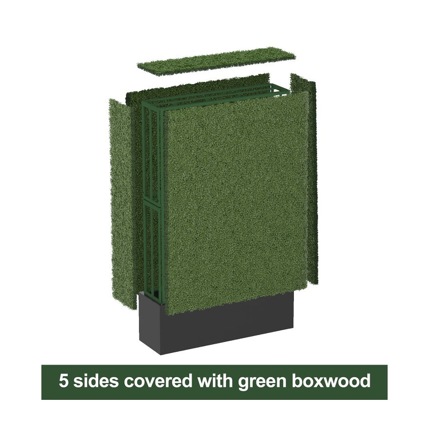 5 sides boxwood