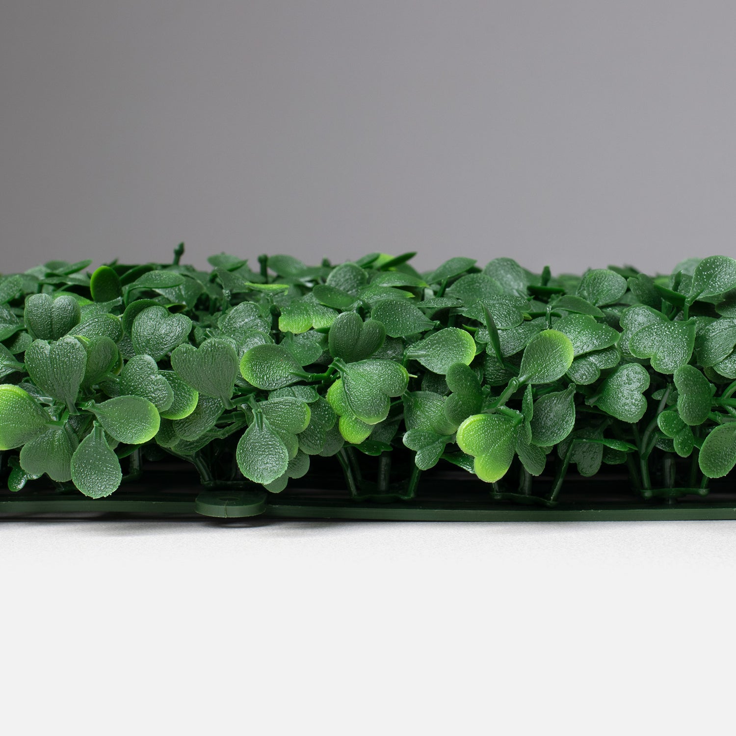 PE_boxwood_foliage