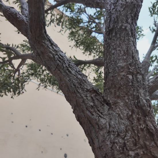 Faux Olive Tree