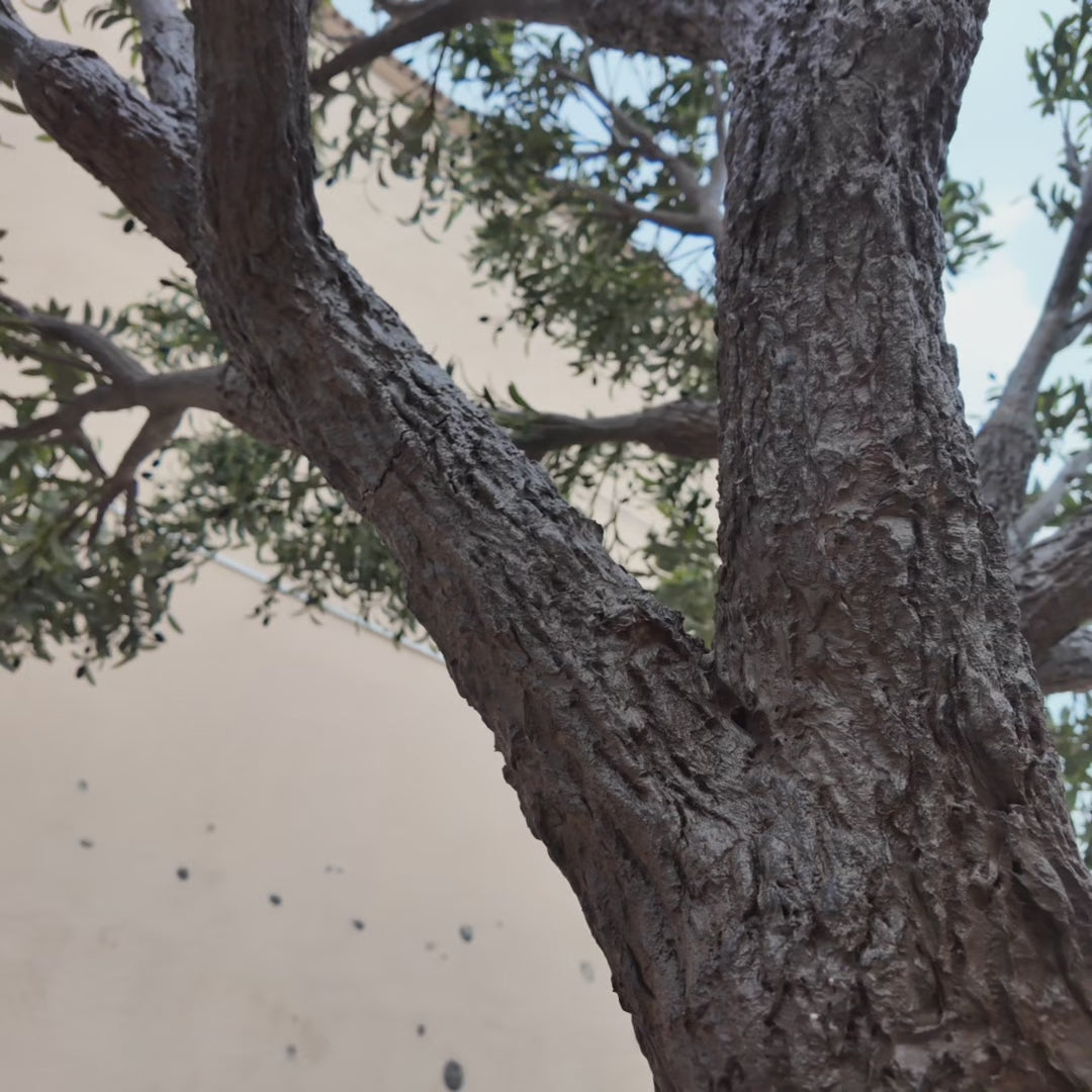 Faux Olive Tree