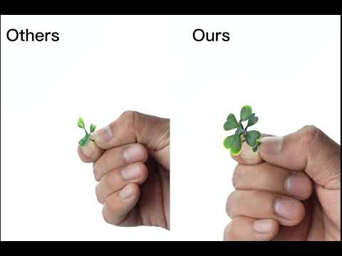 Artigwall® 40 inch Wide Artificial Boxwood Roll & Panel 32sqft/box