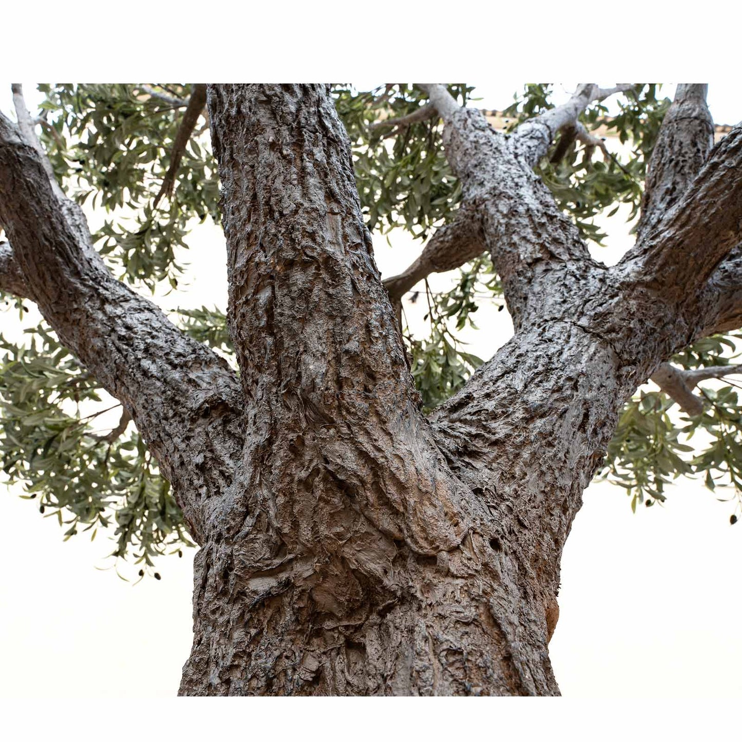 sculpted_trunk_of_10ft_artificial_olive_tree