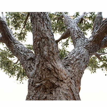 sculpted_trunk_of_10ft_artificial_olive_tree